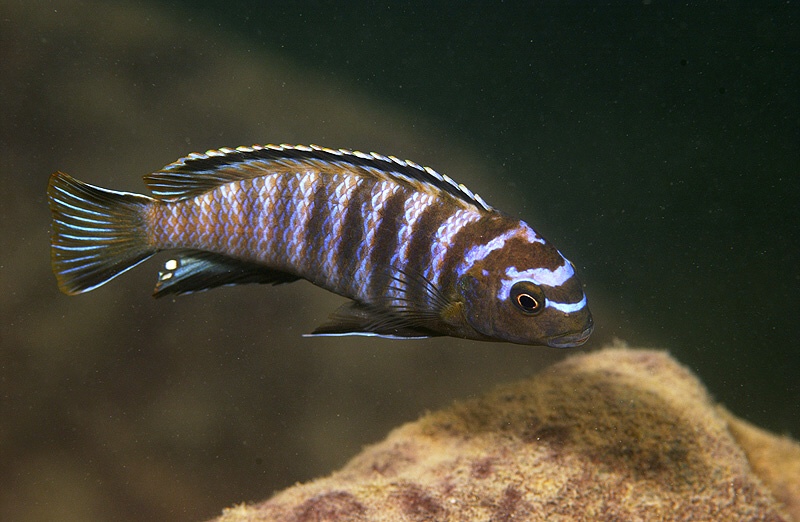 Tropheops modestus 'Maleri Island'